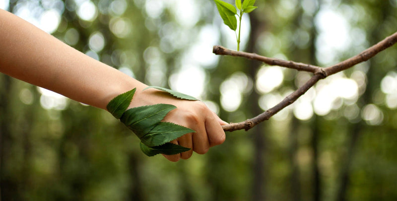 Hand hält einen Zweig mit Blättern im Wald