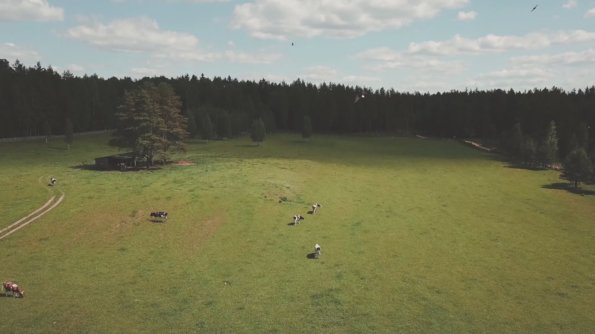 BiOHY canopy and patio roof cleaner, patio cleaner, canopy cleaner, algae remover